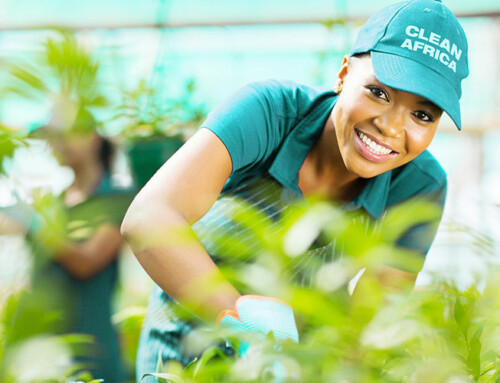 Serviço de Jardinagem na Clean Africa!